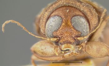 Media type: image;   Entomology 24946 Aspect: head frontal view